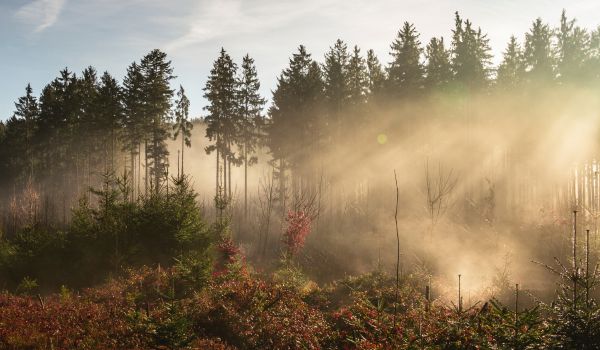 que es la respiración consciente, bosque